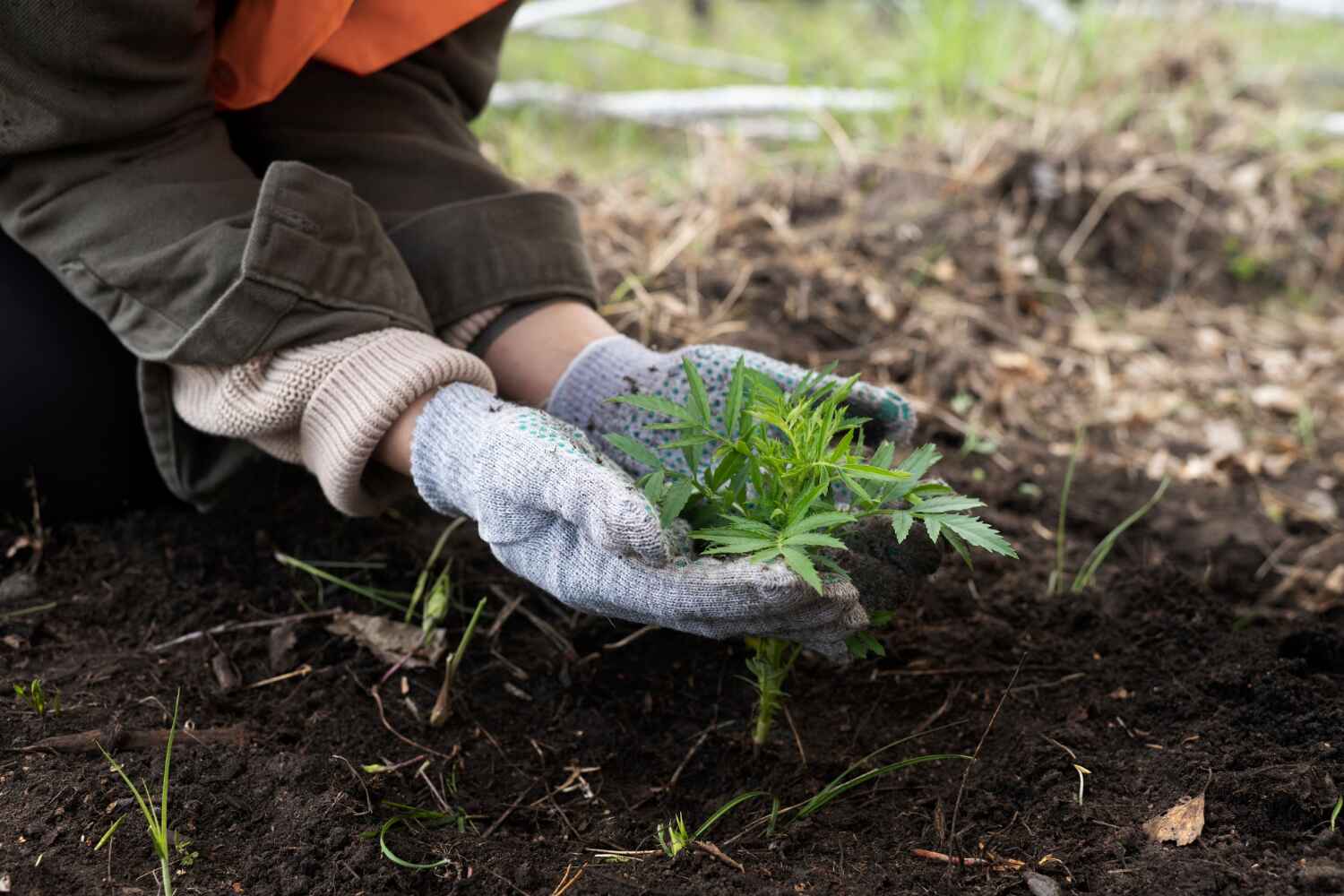 Tree Health Inspection in Fort Myers, FL